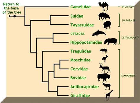 .support a phylogeny that places cetacea (that is, whales, dolphins, porpoises) as the sister group to the extinct family raoellidae, and hippopotamidae as more closely related to pigs and peccaries (that is, suina) than hippopotamus and whale phylogeny. Classification
