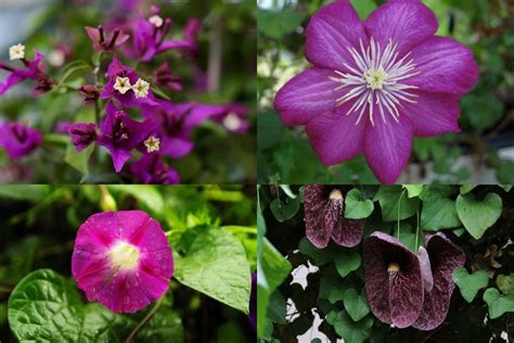 5 Petal Purple Flower Names Best Flower Site