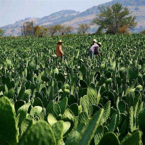 Traditionally, nopales are prepared by rinsing. Pin de Rossi en Cactus y Crasas (Suculentas) | Mexico ...