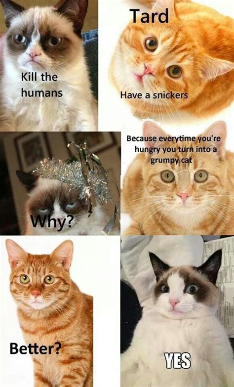 Love This Cat Funny Grumpy Cat Memes Grumpy Cat