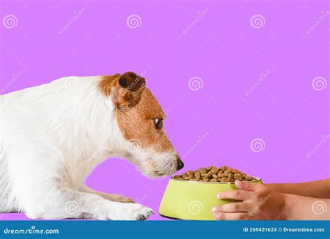 Care Of Pets Concept With Boy S Hands Holding Bowl Of Dried Dog Food