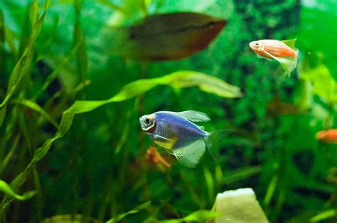 Pregnant Glofish A Thorough Guide On Breeding Different Glofish