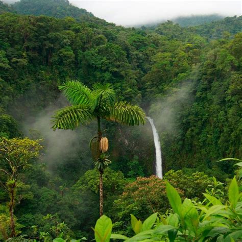 4 Motivos Do Porque A Amazônia é Vital Para O Mundo Fotos Da Floresta Amazônica Fotos De