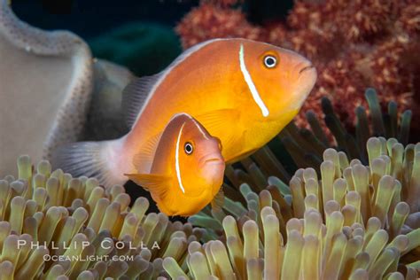 A Sampling Of Fiji Marine Creatures Natural History Photography Blog