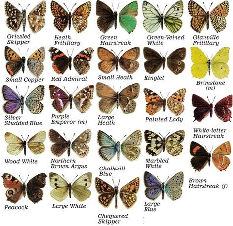 One Mans Quest To Find All 59 British Butterflies And How He Made His