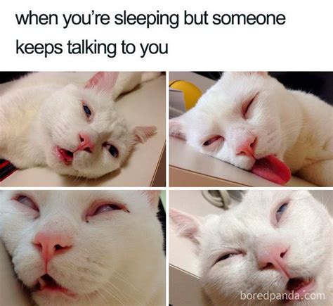 40 Of The Funniest Sleeping Memes Ever Cats Sleeping Funny Sleep