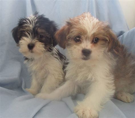 Shorkie Puppies For Sale And Dog Breeders Baltimore Md Windsor Oak Farm