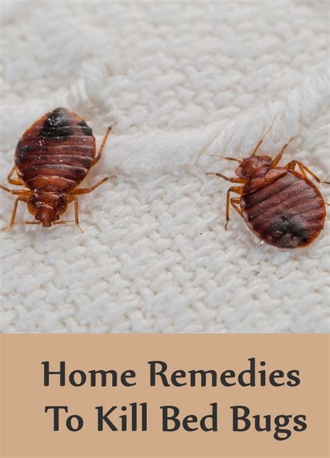 8 Home Remedies To Kill Bed Bugs Search Home Remedy