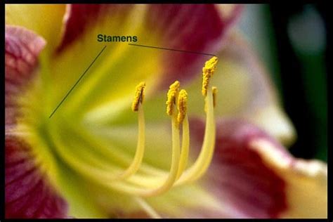 Stamen American Daylily Society