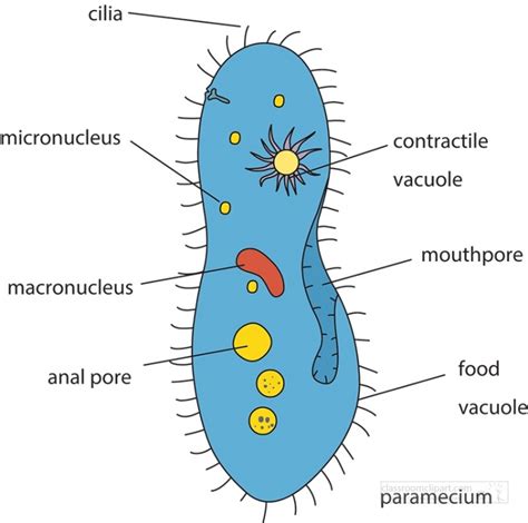 Science Clipart Labeled Diagram Of Paramecium Biology