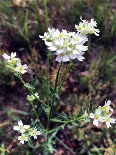 Hoary Alyssum The Most Common Poisonous Plant To Horses In Minnesota