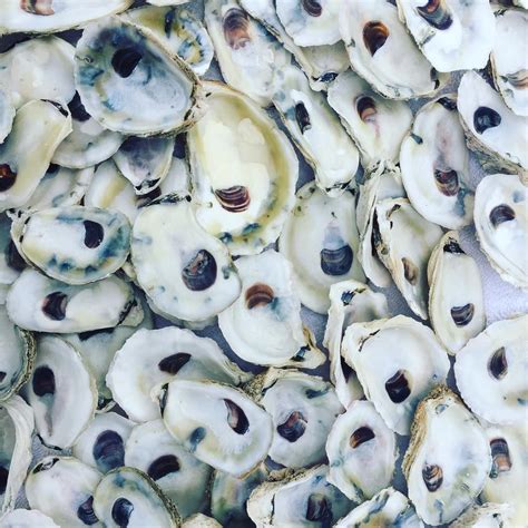 Not One Of These Oyster Shells Are The Same But They Are All Beautiful