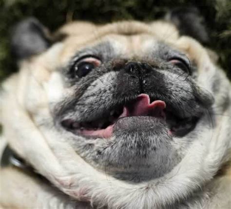Funniest Pug Video Archives 3milliondogs