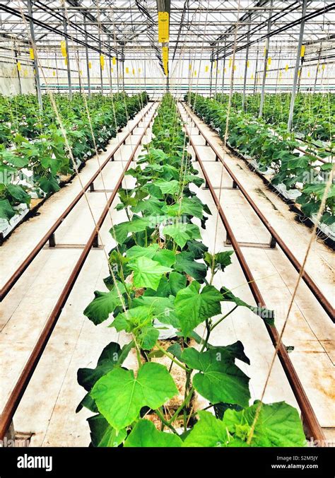 Cucumbers Growing In A Greenhouse Hi Res Stock Photography And Images
