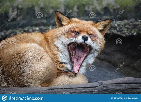 Fluffy Red Fox Yawning Stock Image Image Of European 211623611