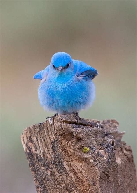 Baby Bluebird Raww