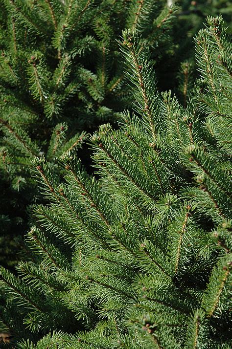 North Star White Spruce Picea Glauca North Star In Inver Grove