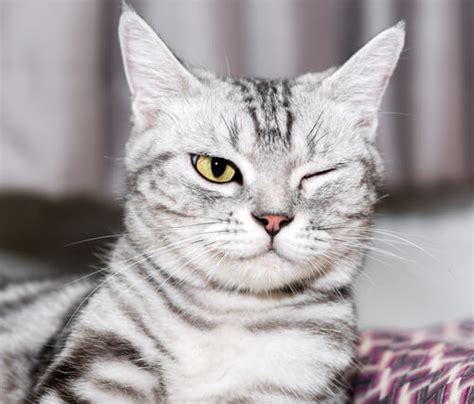 Your cat will close her eye, squint, tear and pull up her third eyelid. Eye Diseases in Cats: prevention and care - My Animals