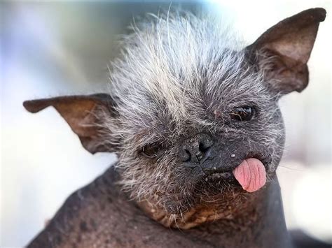 Meet The Worlds Ugliest Dog Mr Happy Face