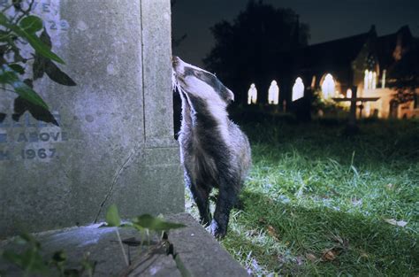 To Avoid Humans More Wildlife Now Work The Night Shift