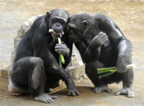 Chimpanzees Are ‘altruistic And Like Sharing Food Just Like Humans
