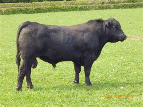 Young Bulls For Sale From The Furzelease Herd Aberdeen Angus Cattle