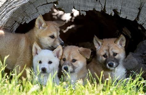 These Photos Of Baby Dingoes Will Make You Forget That Theyre