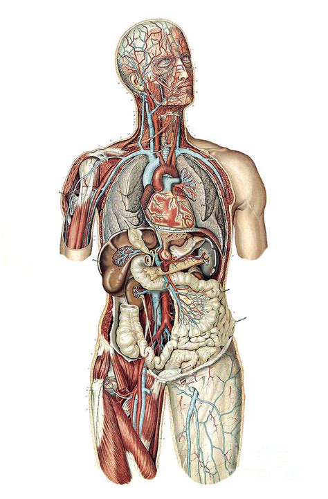 Anatomie Du Corps Humain Laskowski Print By Science Source The Best Porn Website