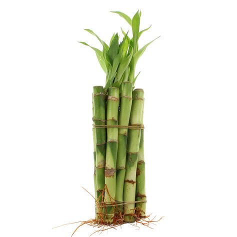 6 Straight Lucky Bamboo Live Plant Sold In Packs Of 20 Or 100 Nw