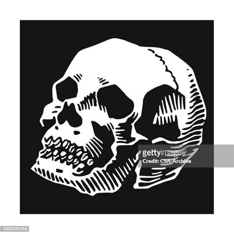 Skull With Teeth Photos And Premium High Res Pictures Getty Images