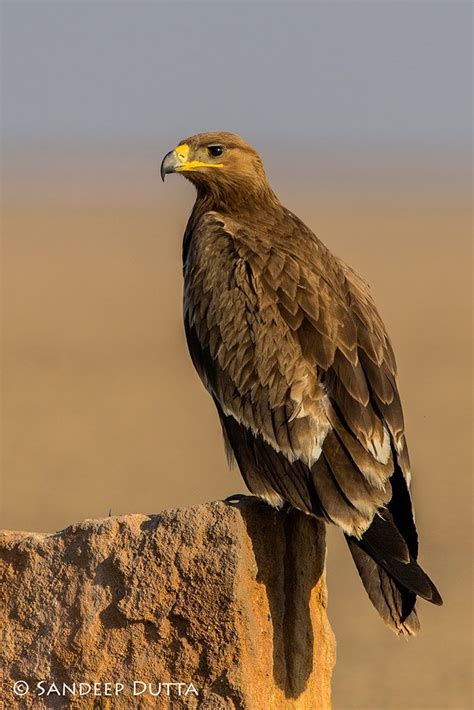 Check spelling or type a new query. Steppe Eagle by Sandeep Dutta on 500px | Fotos de aves ...