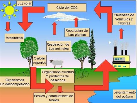 Ciclo Del Carbono Concepto Proceso E Importancia Images