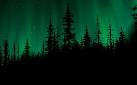 Aurora Borealis Over Forest