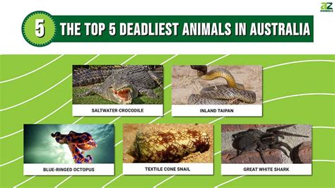 The Top 5 Deadliest Animals In Australia A Z Animals