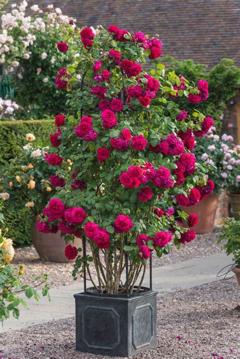 Rose Care Advice And Inspiration Rose Garden Design Climbing Roses