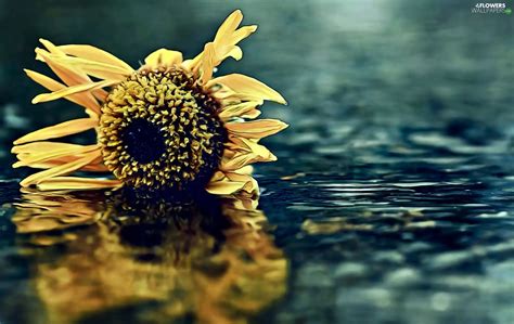 Reflection Sunflower Water Flowers Wallpapers 1920x1215