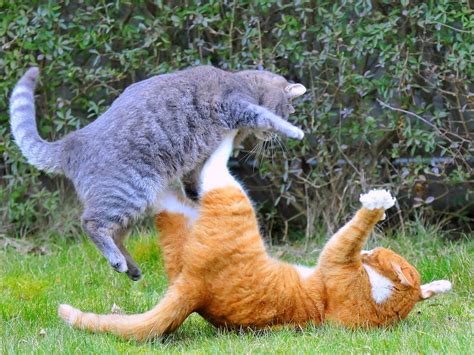 Exclusively Cats Veterinary Hospital Blog Why Are My Cats Fighting