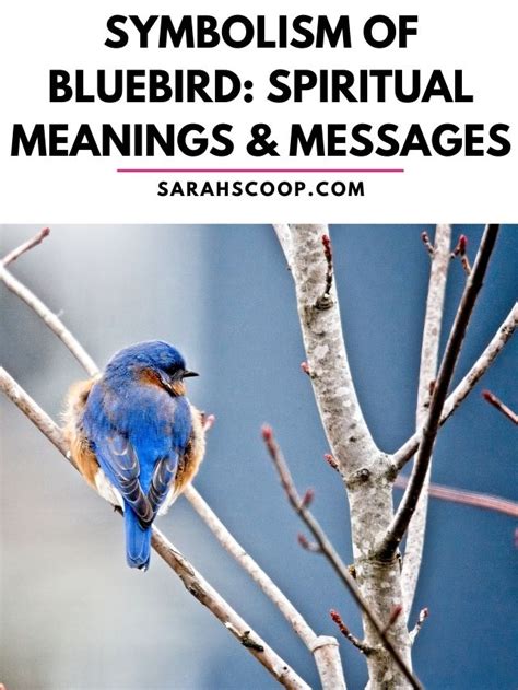 Symbolism Of Bluebird Spiritual Meanings And Messages Sarah Scoop
