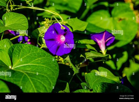 Morning Glory Flower In The Garden Stock Photo Alamy