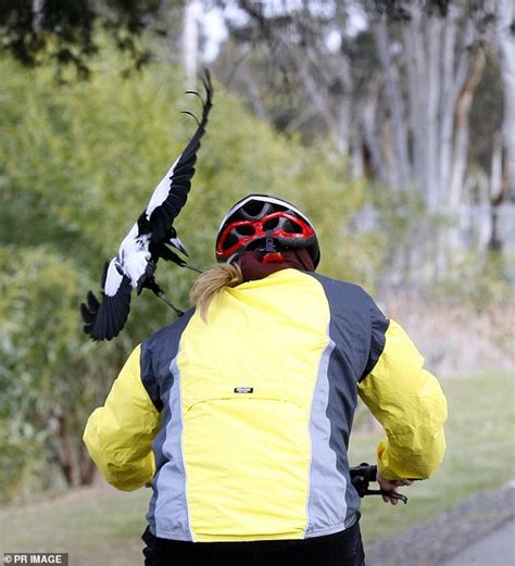 Warn other people where the magpies are swooping locally by registering the swoops with along with a description on our national mappie map! Magpie swooping season comes early as expert reveals the ...