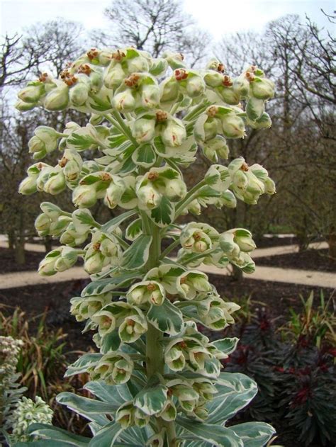 Check spelling or type a new query. PlantFiles Pictures: Euphorbia, Mediterranean Spurge ...