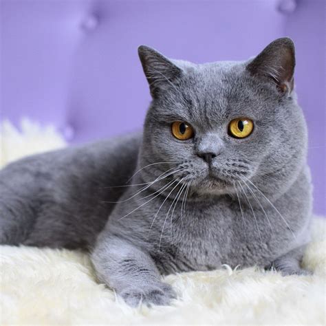 British shorthair cat short hair mieze fur thoroughbred breed cat pet british. British Shorthair - Information, Health, Pictures ...