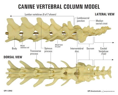 Skeletal Dog Anatomy Sacral Vertebrae