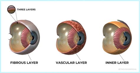 Anatomy Of The Eyeball Dimensions Layers Parts Functions