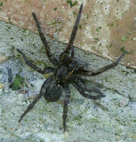 Spider In North Central Texas Tigrosa Grandis Bugguidenet