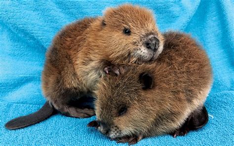 40 Adorable And Cute Baby Beaver Pictures