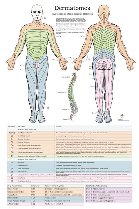 Dermatomes Myotomes And Dtr Poster X Chiropractic Etsy Spinal Nerve Human Muscle