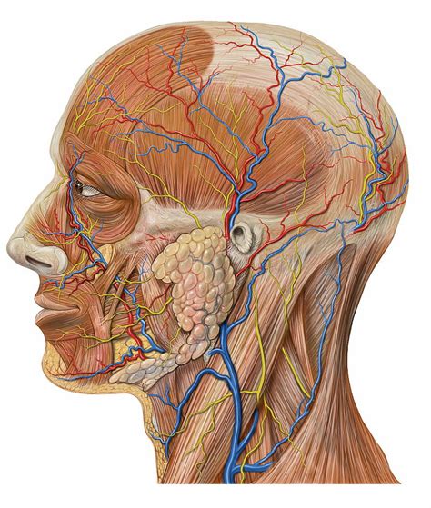 Vascular Anatomy Of The Neck Ent Clinic Sydney