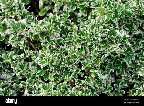 Euonymus Fortunei Silver Queen White Green Variegated Foliage Leaves