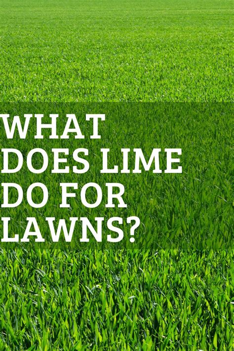 What Does Lime Do For Lawns In 2021 Seeding Lawn Lawn Soil Lawn